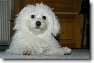 Maltese
