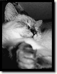 Ragdoll
