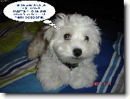 Maltese