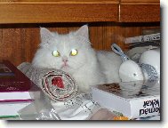 Turkish Angora