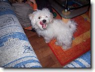 Maltese