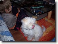 Maltese
