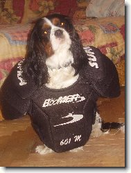 Cavalier King Charles Spaniel