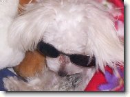 Maltese