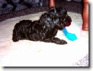 Poodle, Caniche
