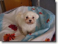 Maltese