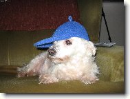 Maltese