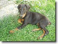 Dobermann, Doberman