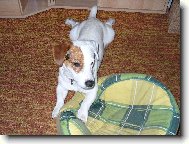 Jack Russell Terrier