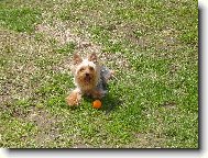 Jork��rsk� terier, Yorkshire Terrier,