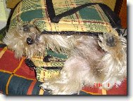 Jork��rsk� terier, Yorkshire Terrier,