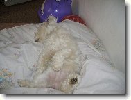 Maltese
