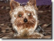 Jork��rsk� terier, Yorkshire Terrier,