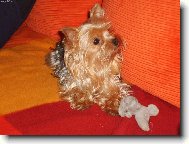 Jork��rsk� terier, Yorkshire Terrier,