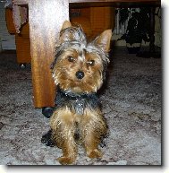 Jork��rsk� terier, Yorkshire Terrier,