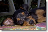 PRAGUE RATTER
