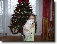 Maltese