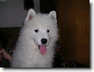 Samojedskaja Sobaka