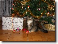 Siberian (Cat)