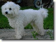 Bichon frise (Dog standard)