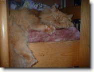 Persian (cat)