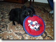 Deutscher spitz - Kleinspitz, German Spitz Miniature Spitz