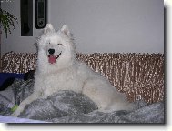 Samojedskaja Sobaka