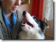 Border collie (Dog standard)