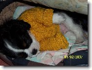 Cavalier king charles spaniel (Dog standard)
