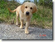 Golden retriever (Dog standard)