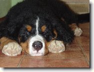 Bernese mountain dog (Dog standard)