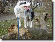 Border collie (Dog standard)