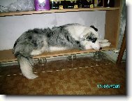 Border collie (Dog standard)