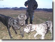 Great dane (Dog standard)