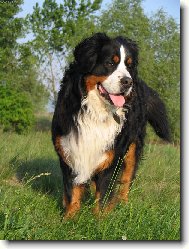 Bernese mountain dog (Dog standard)