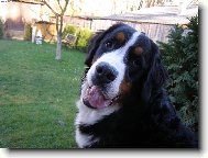 Bernese mountain dog (Dog standard)