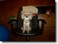 Chihuahua (Dog standard)