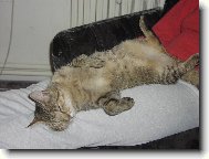 Exotic short hair cat
