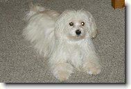 Maltese (Dog standard)