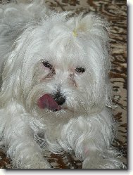 Maltese (Dog standard)