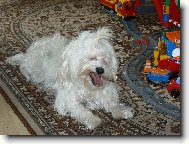 Maltese (Dog standard)