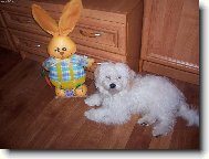 Maltese (Dog standard)