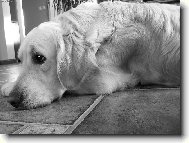Golden retriever (Dog standard)