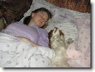 Cavalier king charles spaniel (Dog standard)