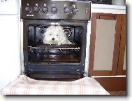 Maltese (Dog standard)