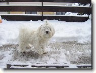Maltese (Dog standard)