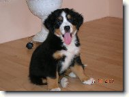 Bernese mountain dog (Dog standard)