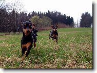 Prague ratter (Dog standard)