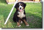 Bernese mountain dog (Dog standard)