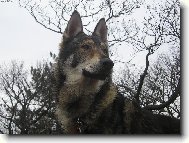 Chechoslovakian wolfdog (Dog standard)